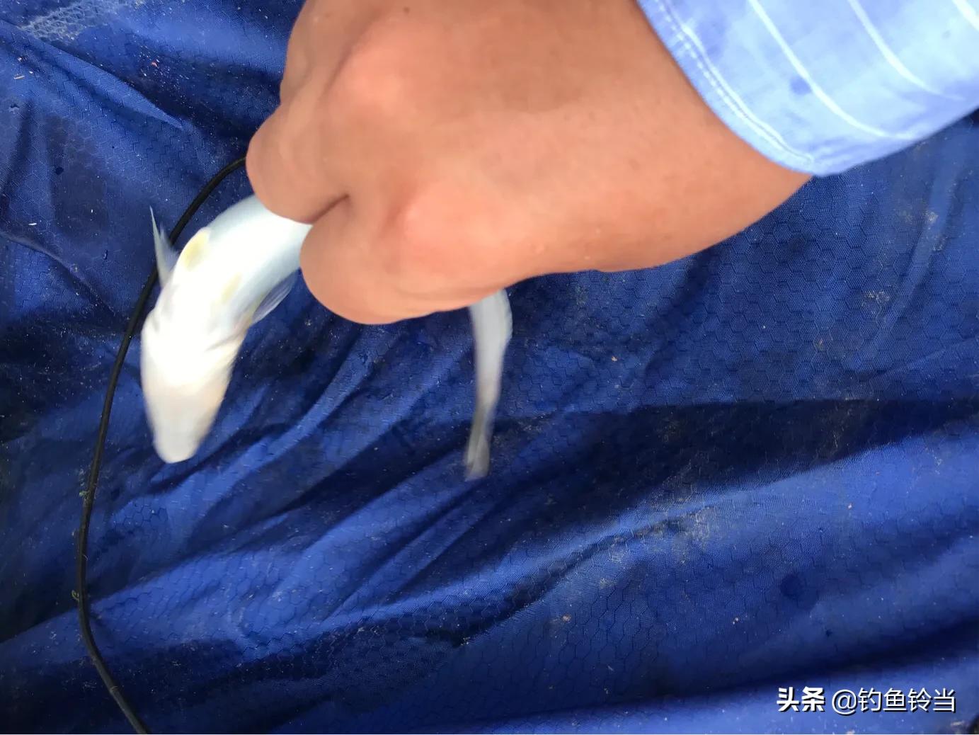 沙尖鱼钓法,沙尖鱼习性