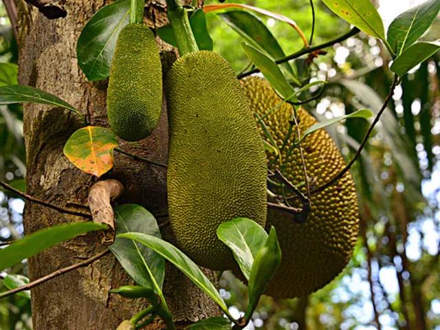 广西第一大海滩,广西涠洲岛天下第一滩