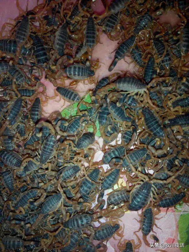 蝎子养殖一年真能赚三十万,蝎子养殖赚钱是真的吗