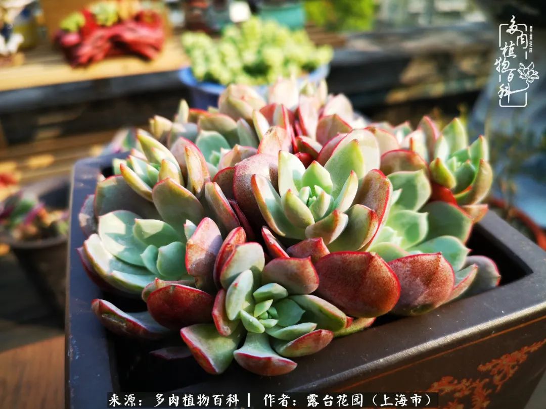这6种多肉又粉又可爱萌翻少女心,粉粉萌萌的多肉有哪些