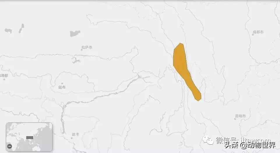 云南滇金丝猴主要栖息地为,中国濒临的动物金丝猴