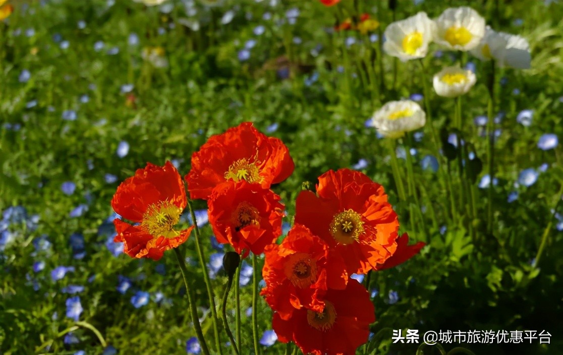 紫藤挂云木花蔓宜阳春下一句,紫藤挂云木花蔓宜阳春整首诗