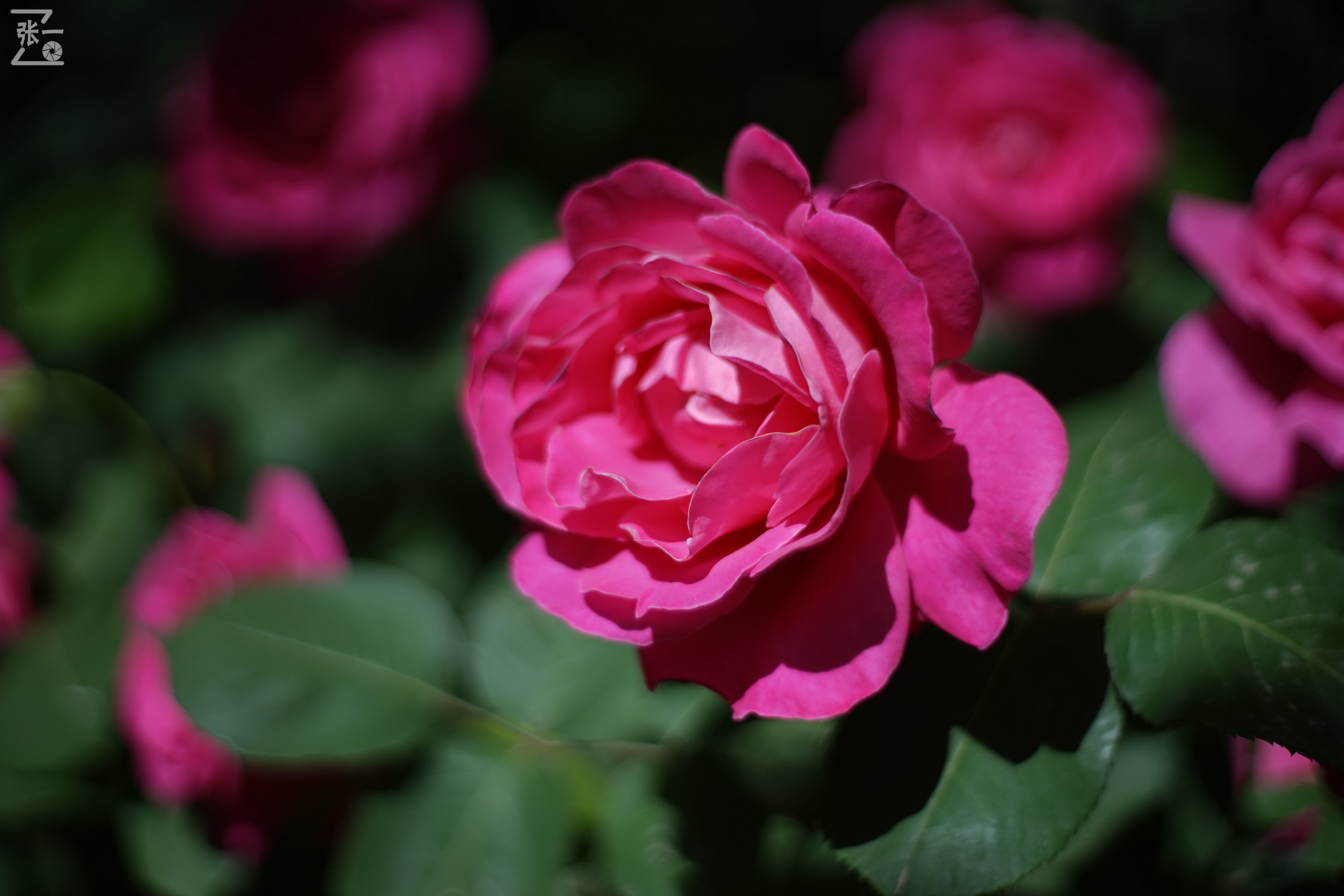 凤凰国产50mm镜头,凤凰索尼e口镜头