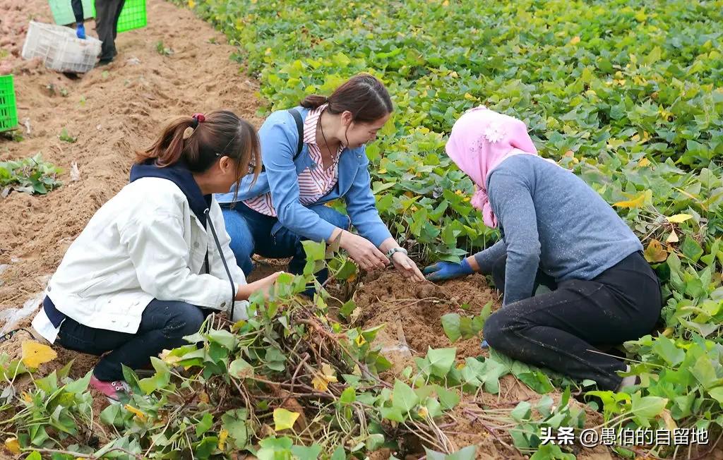 霜降后的早晨农村,霜降以后的果园