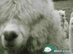 北海道白色恋人饼干厂的小把戏：企业的丑闻，从谎言开始