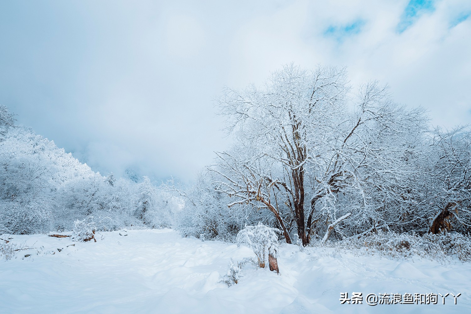 二郎山喇叭河看鹿,二郎山喇叭河看日出攻略