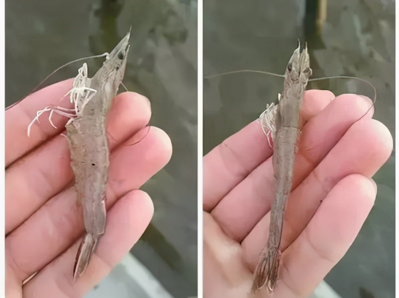 为什么会有棉花虾,棉花虾是什么