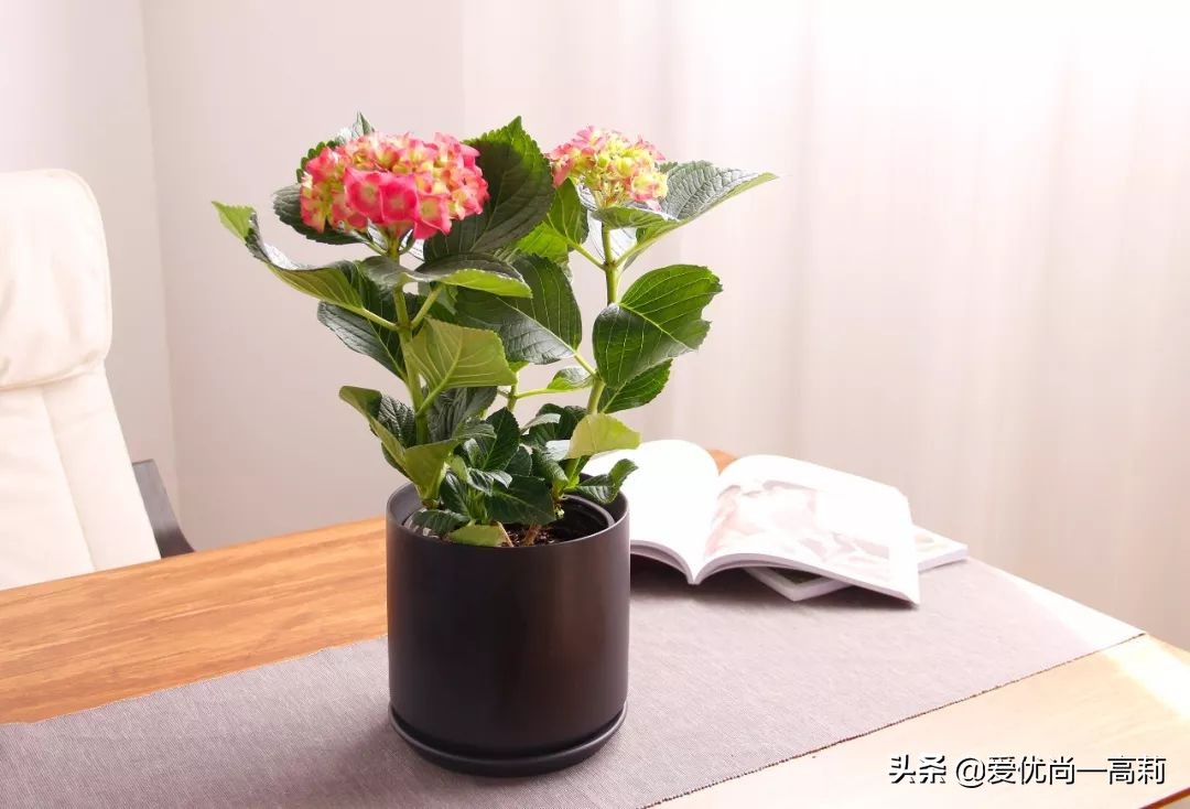 完美搭配，背阴阳台咱们也可以打造一个花园！