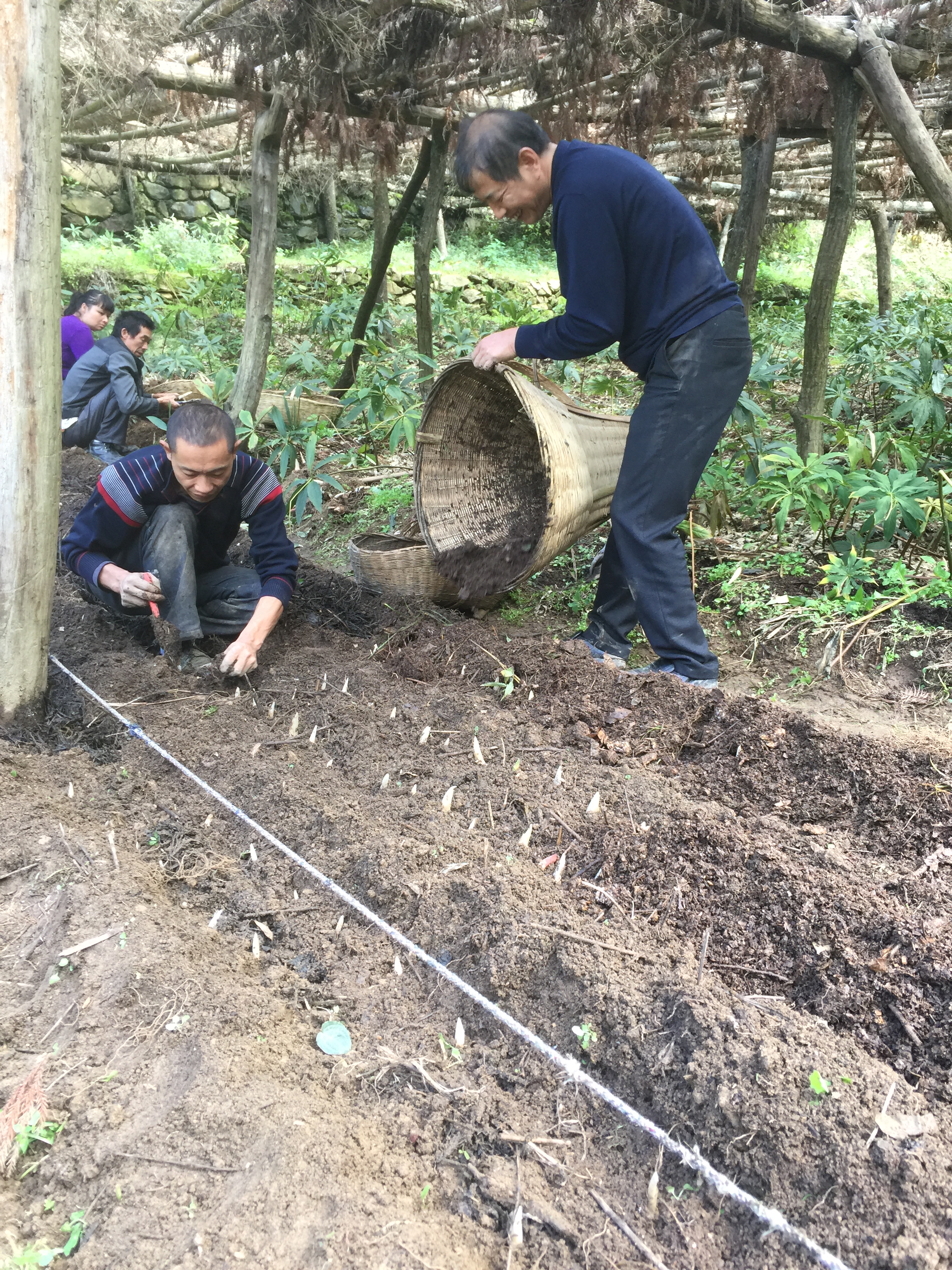 重楼七叶一枝花种植视频,七叶一枝花重楼的作用价值