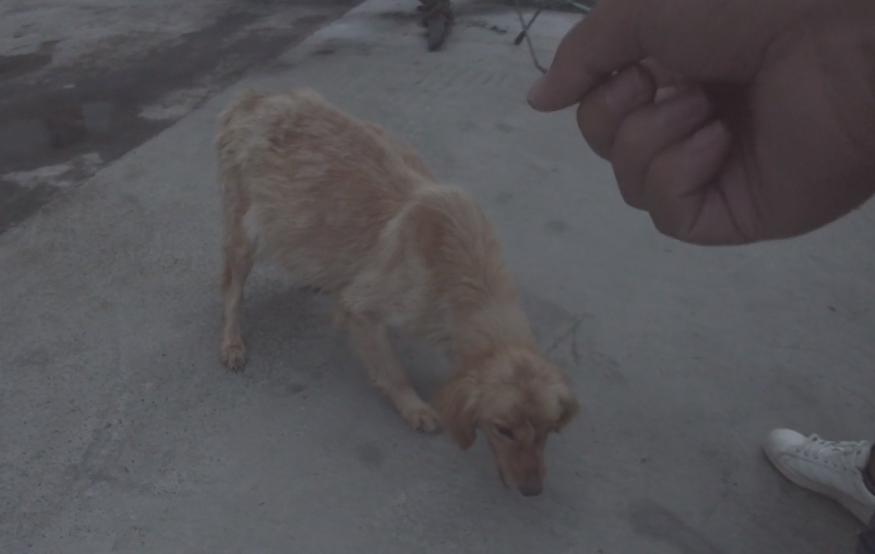 四川救狗狗后续,四川洪水狗狗救自己孩子后续