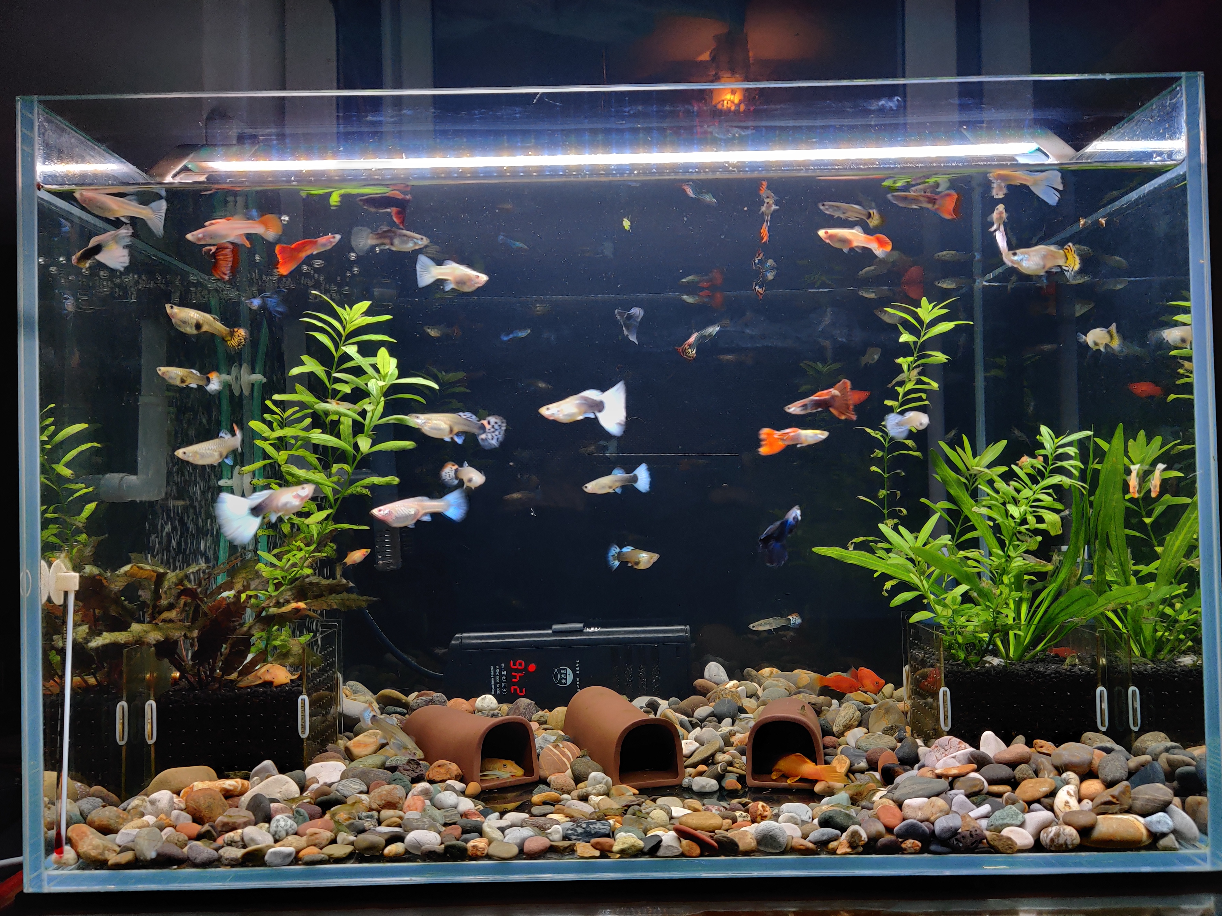 新手养鱼入门基础教程之准备缸,养鱼新手入门拿普通鱼缸养