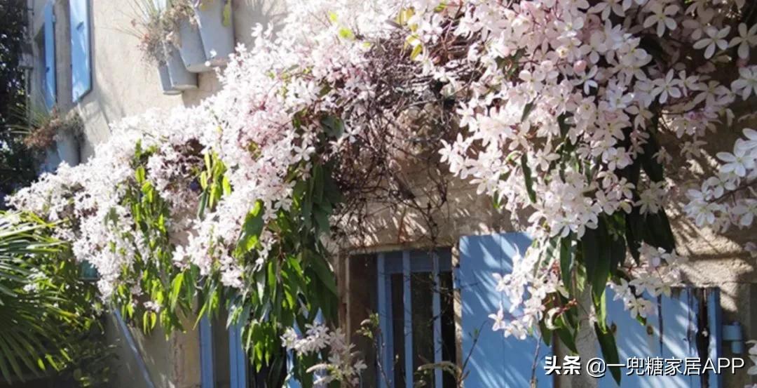 春天花会开|这20家植物淘宝店，植物杀手看了也想买！