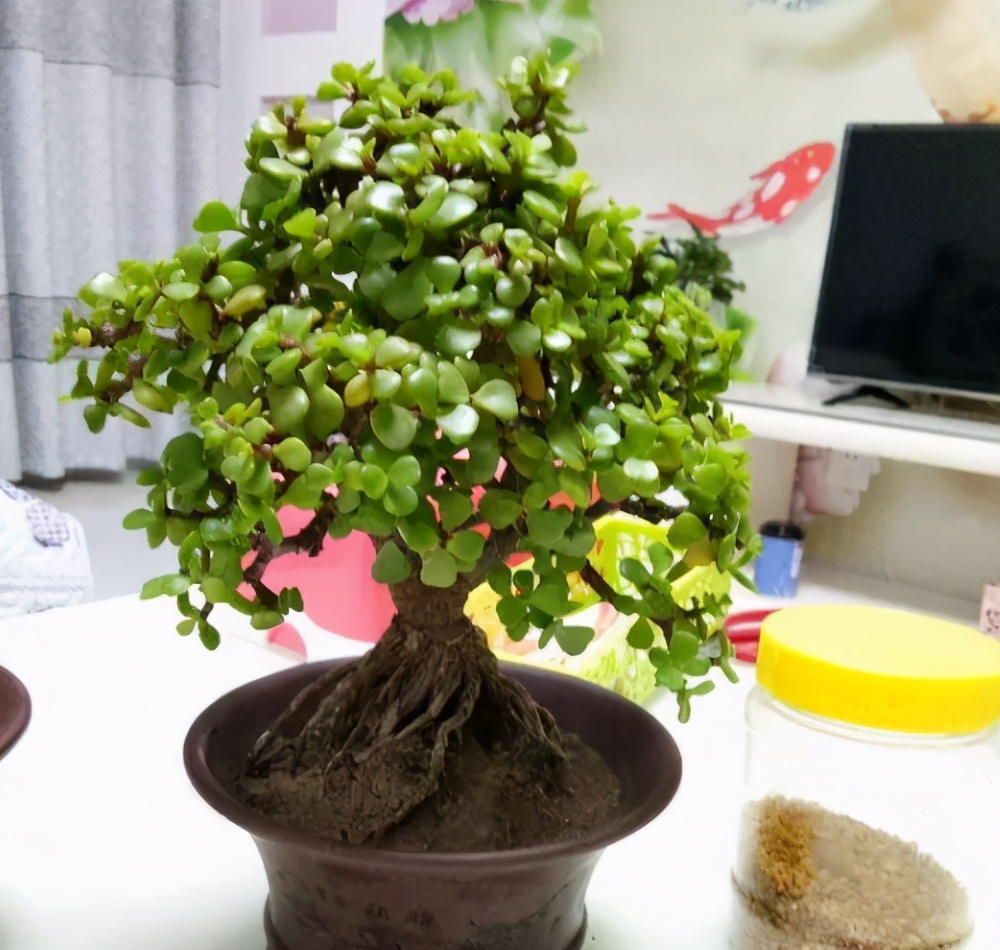 金枝玉叶过冬怕什么,金枝玉叶怕过冬吗