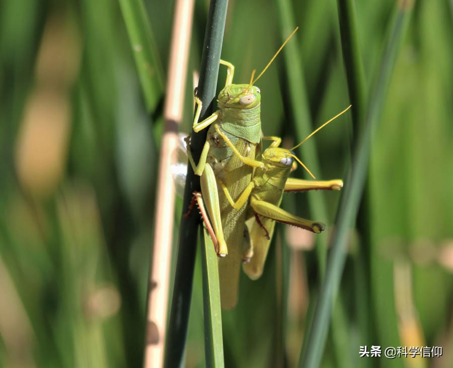 蝗虫该怎么治理,小小的蝗虫怎么就成灾了呢