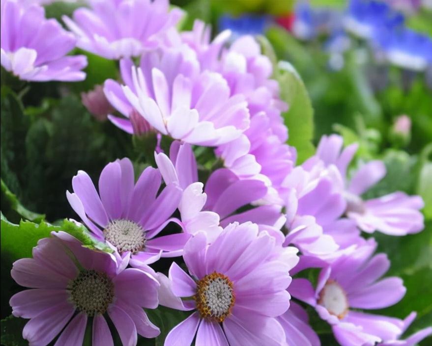 花卉绿植种植大全,温室常见的花卉