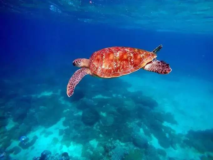 成都可以去的小岛,成都小岛旅游推荐路线攻略