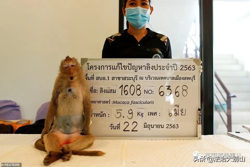泰国疫情猴子,泰国猴子抗击疫情视频