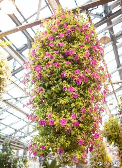 关西白滨自由行攻略,日本自由行攻略大阪温泉