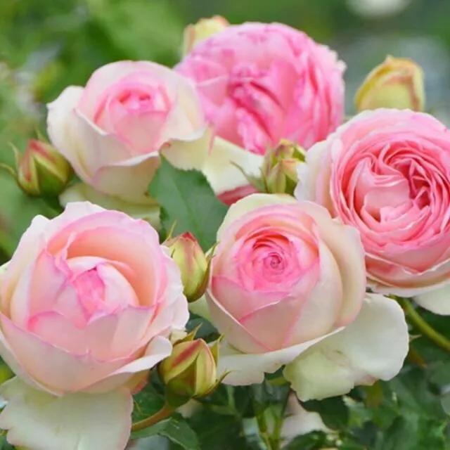 20种必买月季品种图片,网购月季有哪些品种好活