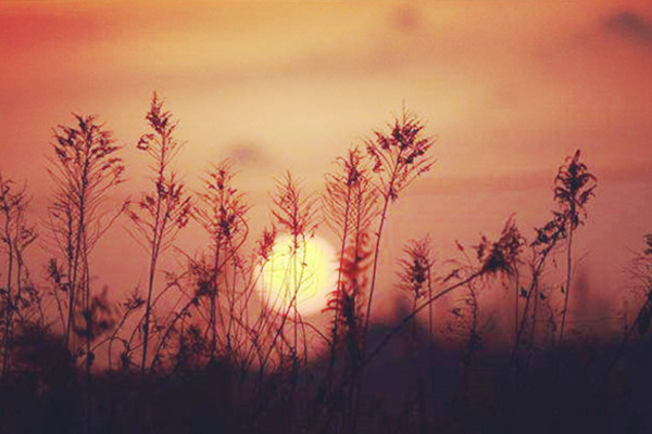 陶渊明的饮酒诗属于律诗还是绝句,陶渊明的五言绝句饮酒