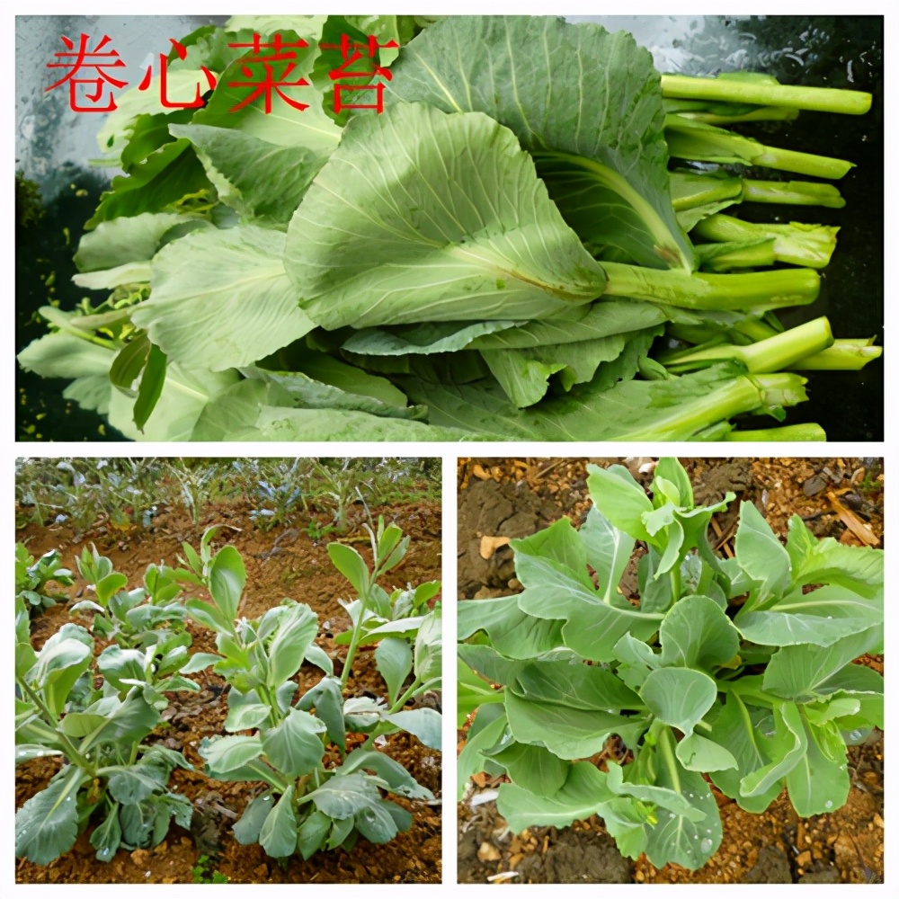 甘蓝菜档案介绍,卷心菜的储存方法