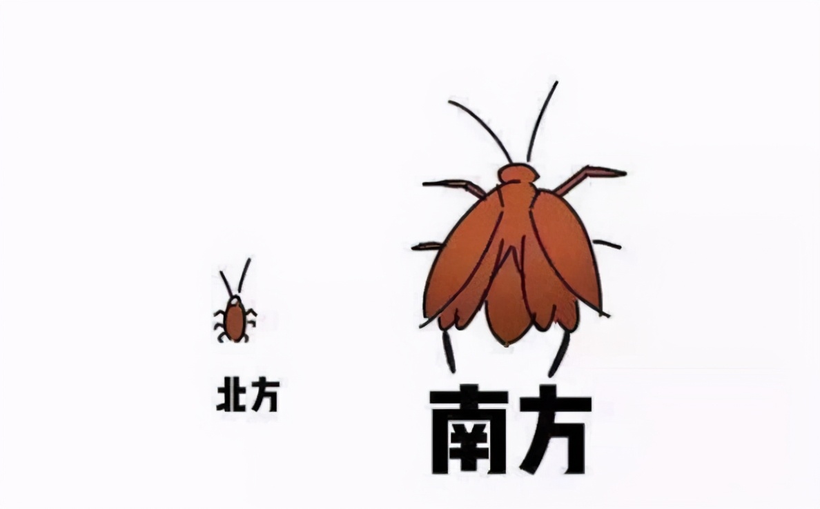 蟑螂为什么会很难被踩死,蟑螂为什么生命力那么顽强