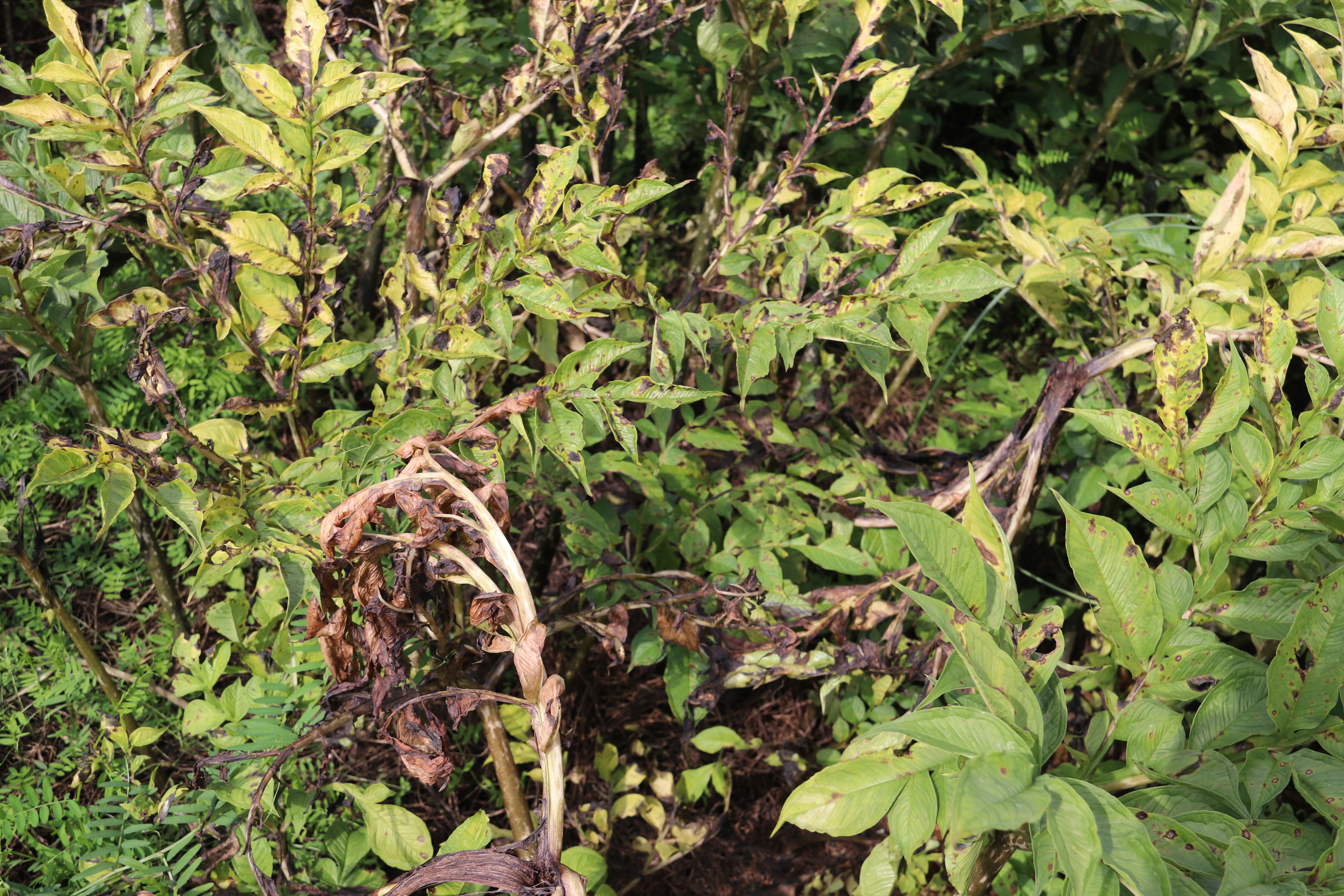 魔芋种植技术每日农经,魔芋种植与收益