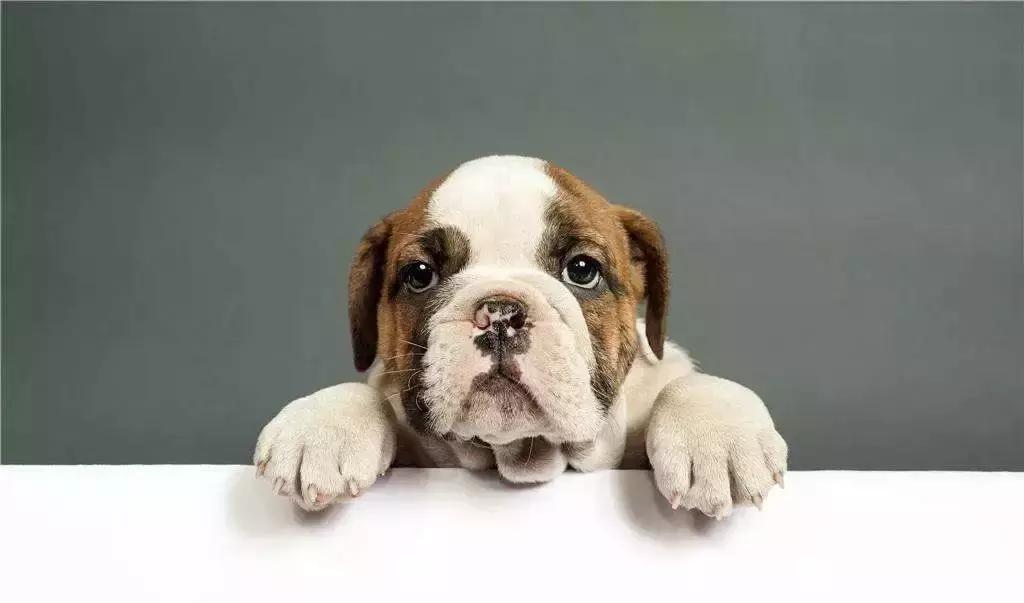 千亿宠物经济背后的真实故事,宠物市场的蓝海市场究竟有多宽阔