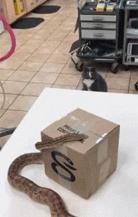 科学研究表明撸猫好处多多,撸猫已经成为了一种“病”