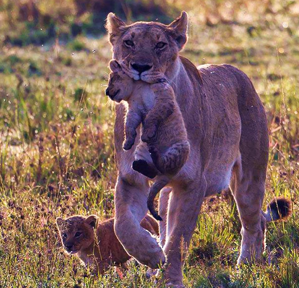为什么人类分娩比其他动物更痛苦,为什么动物分娩比人容易分娩