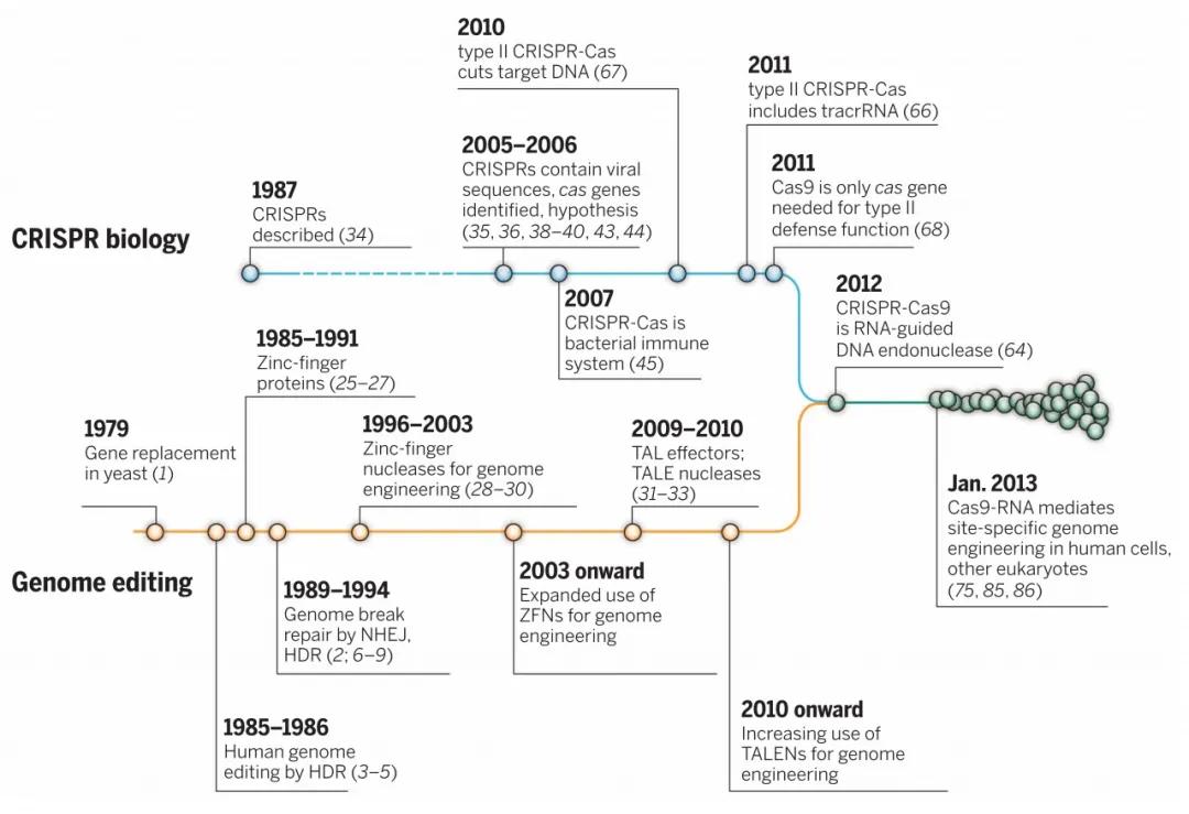CRISPR/Cas基因编辑疗法的前景与伦理争议