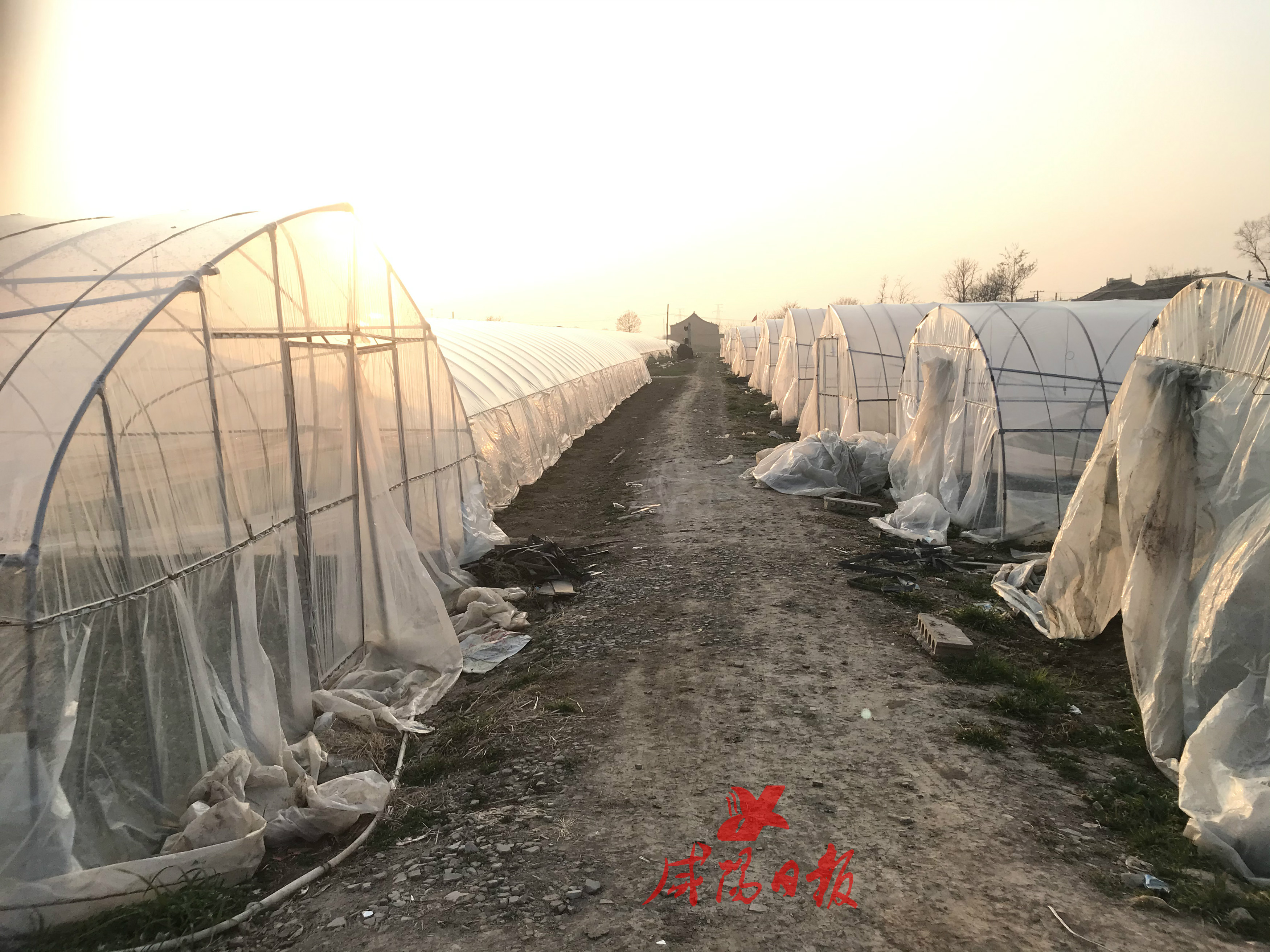 杨村蔬菜种植,杨村蔬菜大棚