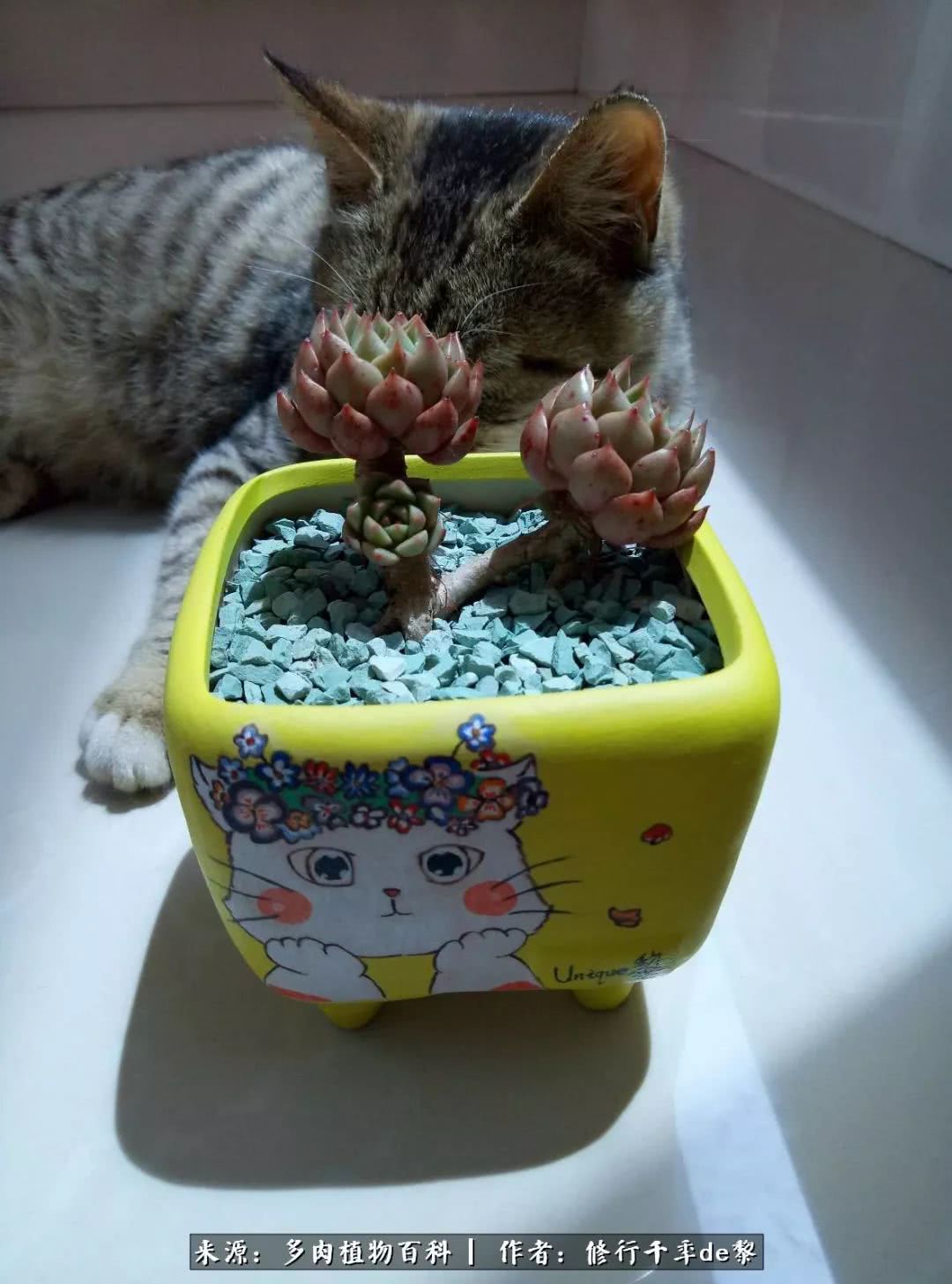 鱼和熊掌不可兼得自由和爱情,鱼和熊掌不可兼得胖和丑如影随形