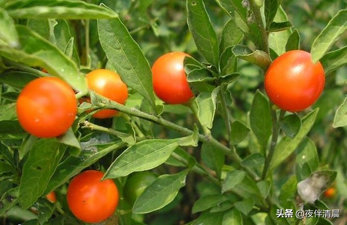 农村地头常见的野果野草,农村一野草叫刺草药