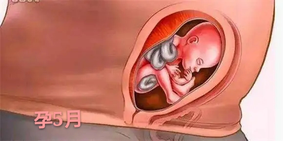 胎儿发育不全或停止发育的原因,胎儿是头先发育还是身体先发育