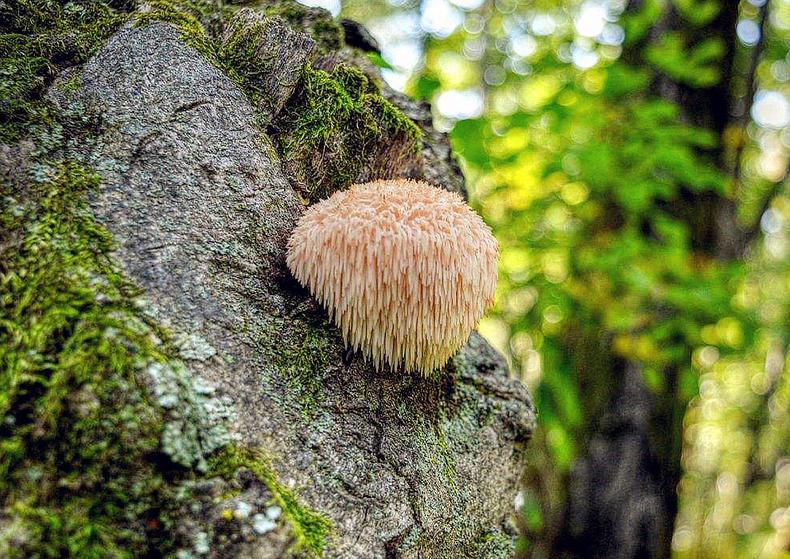 买回来的蘑菇长毛了能吃吗,长毛的干蘑菇煮的汤能喝吗
