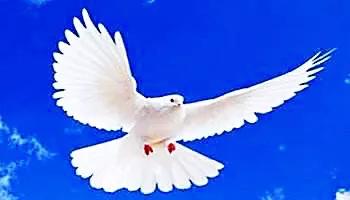 和平鸽～和平、友谊、团结、圣洁的象征