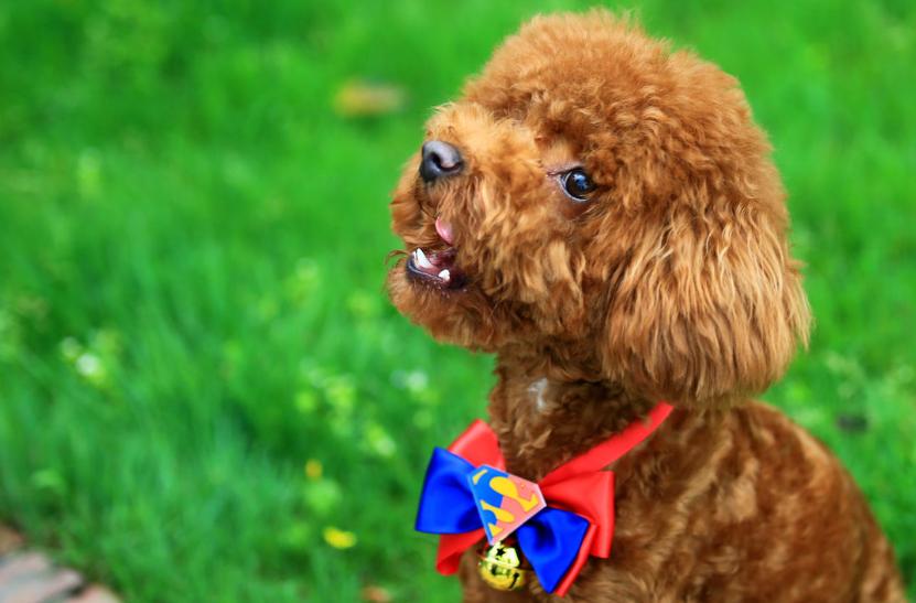 可能买到假狗吗,怎么区别泰迪狗纯不纯