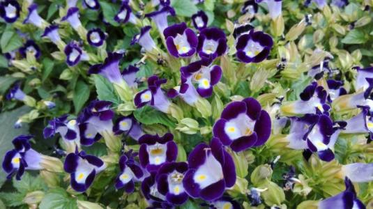 一直以来被人误解的植物,被误认成的花