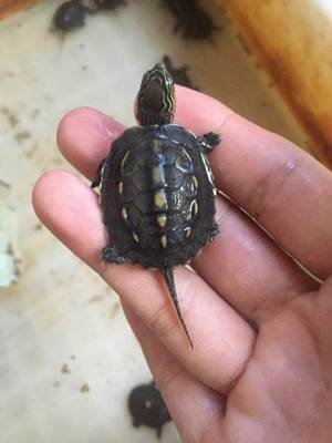 花杂龟和草龟的区别,中华草龟和花草杂龟哪个好看