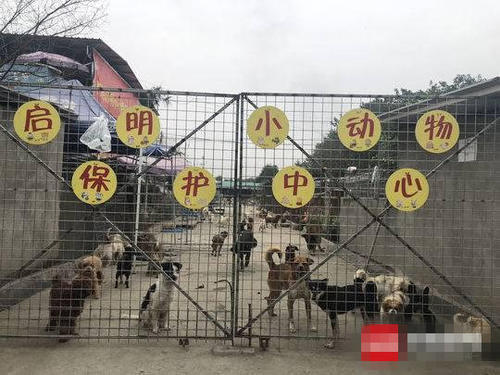 成都市禁养犬名单2023,成都清理禁养犬