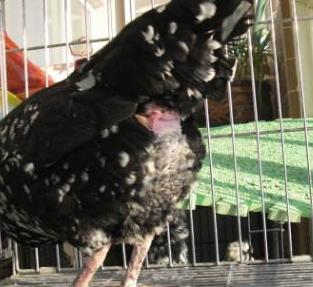 鸡脱肛怎么治疗好得快,下蛋鸡脱肛怎么治疗