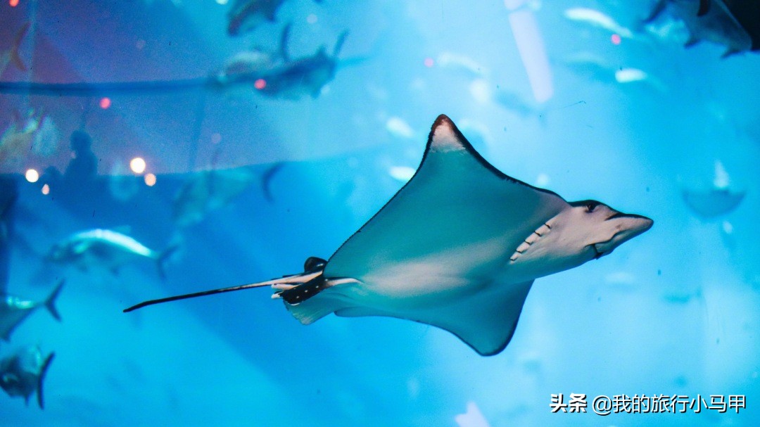 迪拜游玩一定要体验一次,迪拜必去十大景点旅游攻略