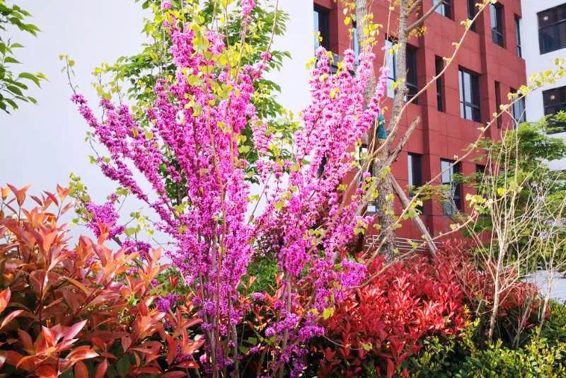 弦歌不辍五十载，上下求索奏华章——郑州市第五十四中学简介