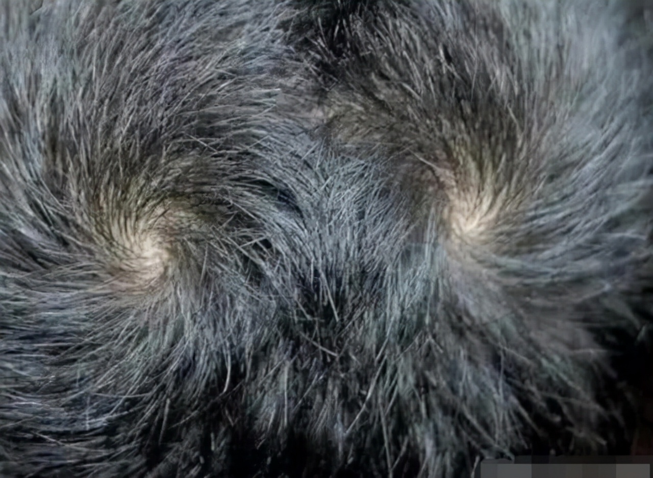 孩子头上的旋代表什么意思,孩子头上的旋到底和什么有关