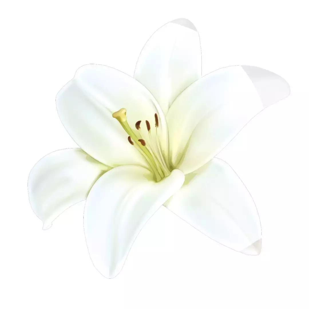 芦丹氏的铁百合,芦丹氏铁百合好闻吗