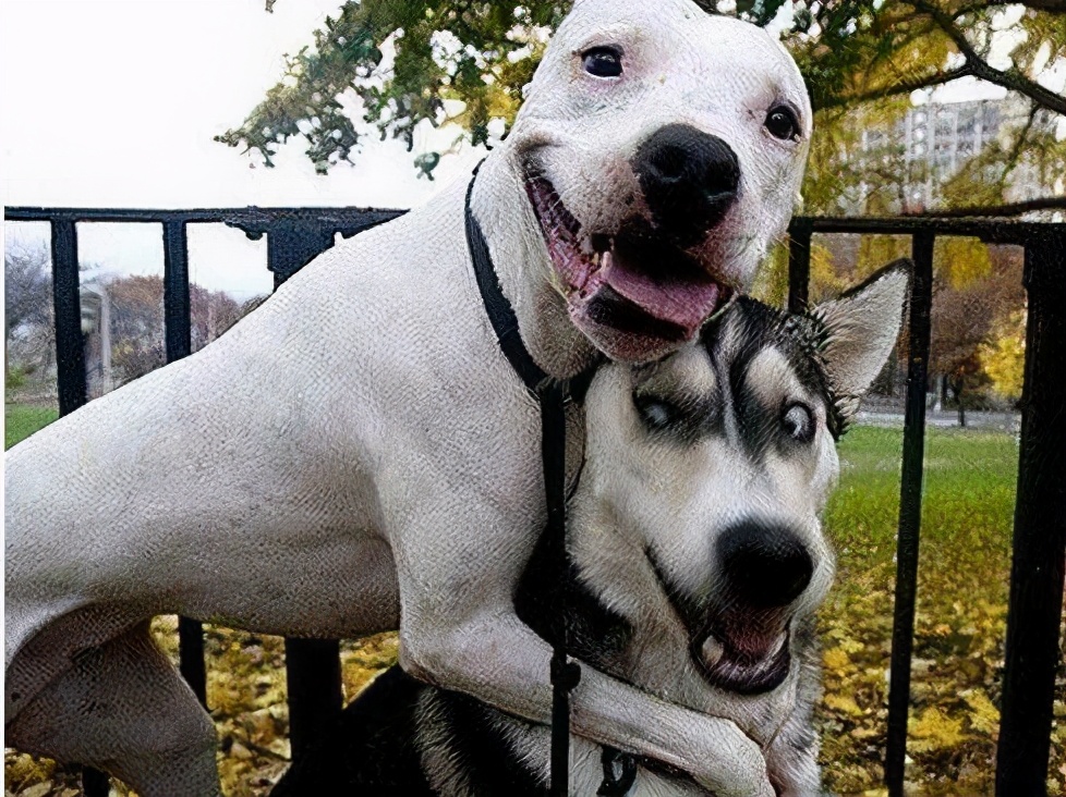 狗狗都有什么品种分别多少钱,6种最稀有的狗狗