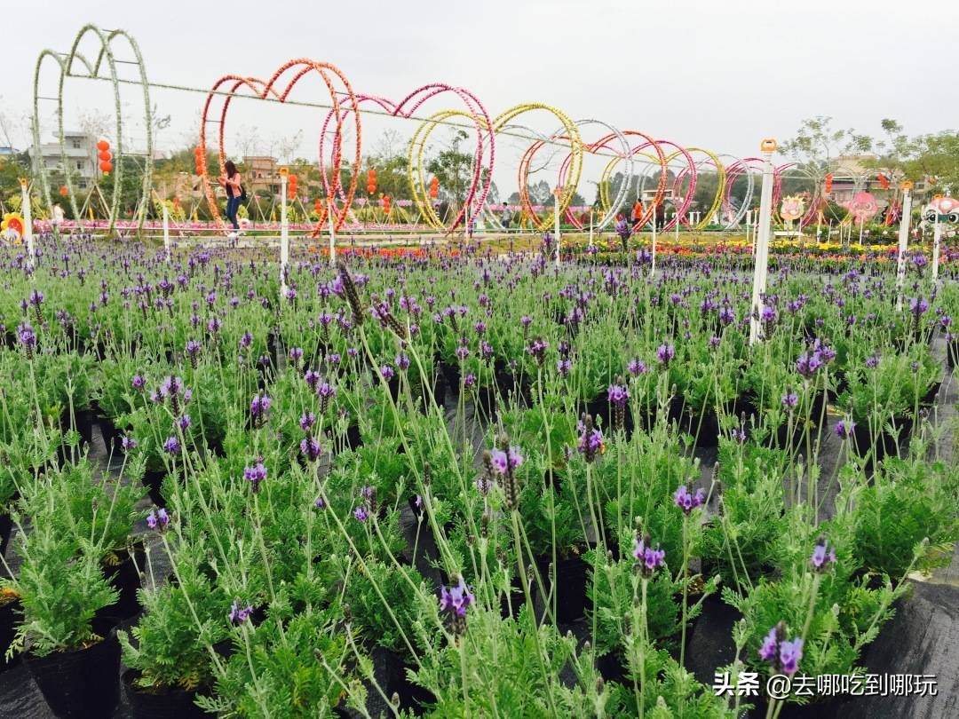 最新元旦增城大埔围花海门票,增城大埔围花海樱花节门票