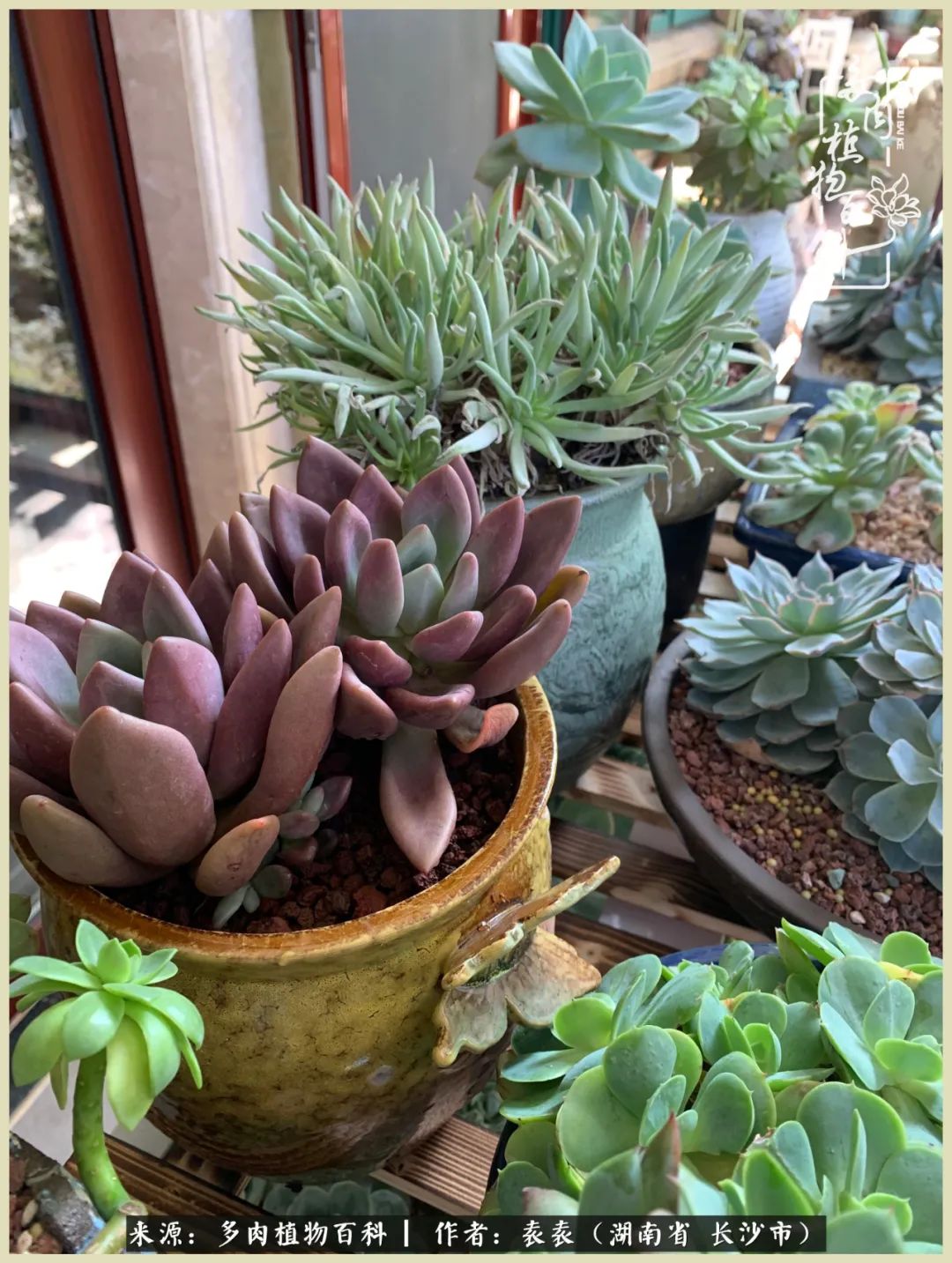 栽花种草的岁月，万物生长之阴晴圆缺