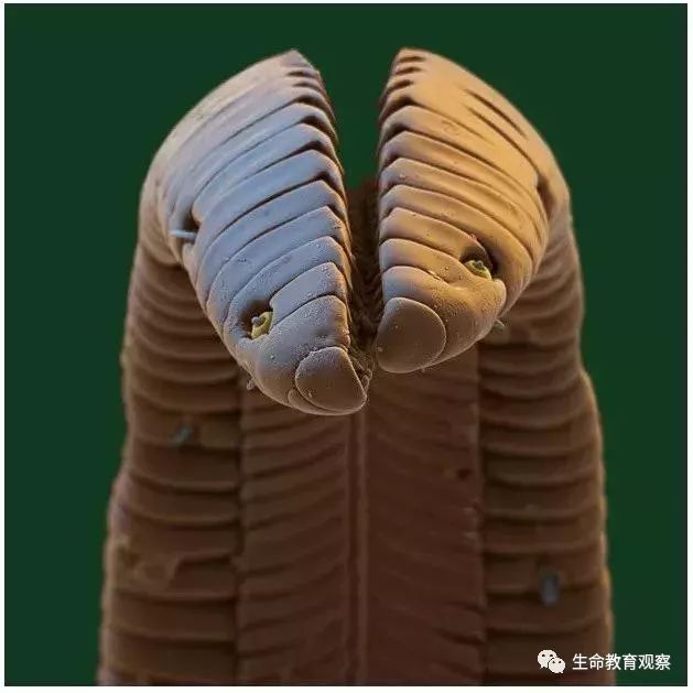 看完后，整个人都有点不对劲了（传播生物知识）